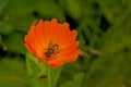 Fly on a bright orange calendual flower