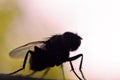 Fly bug insect silhouette, insectophobia or Infection threat concept