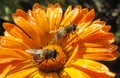 Fly on calendula close up Royalty Free Stock Photo