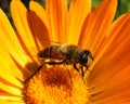 Fly on calendula close up Royalty Free Stock Photo