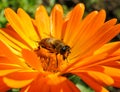 Fly on calendula close up Royalty Free Stock Photo