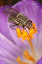 Fly on carpel of purple crocus