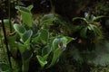 Fly catching carnivorous green pitcher plant on the background of defocused tropical forest. Selective focus. Horizontal for Royalty Free Stock Photo