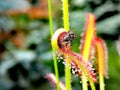 Fly caught by Drosera - carnivorous plant Royalty Free Stock Photo