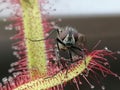 Fly caught by Drosera - carnivorous plant Royalty Free Stock Photo