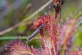 Fly caught by Sundew Royalty Free Stock Photo