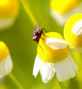 Fly on a Chamomile flower, Macro Royalty Free Stock Photo