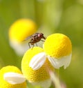 Fly on a Chamomile flower, Macro Royalty Free Stock Photo