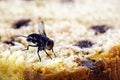 Fly on chocolate cake, insect indoors, insect pest problem in kitchen Royalty Free Stock Photo