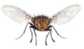 Fly close up Royalty Free Stock Photo