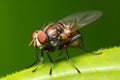 Fly close-up on a green leaf, dark green background. Generative AI content. Royalty Free Stock Photo