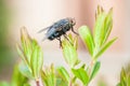 Fly close up, insect macro. Bluebottle