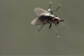 Fly close up, insect macro. Insect Screen Background. The flies are insect carriers of cholera. Living on kitchen accessories, fru Royalty Free Stock Photo