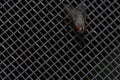 Fly close up, insect macro. Insect Screen Background. The flies are insect carriers of cholera. Living on kitchen accessories, fru