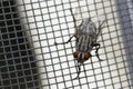 Fly close up, insect macro. Insect Screen Background. The flies are insect carriers of cholera. Living on kitchen accessories, fru Royalty Free Stock Photo