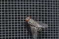 Fly close up, insect macro. Insect Screen Background. The flies are insect carriers of cholera. Living on kitchen accessories, fru Royalty Free Stock Photo