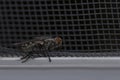 Fly close up, insect macro. Insect Screen Background. The flies are insect carriers of cholera. Living on kitchen accessories, fru