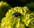 Fly close up Royalty Free Stock Photo