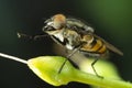 Fly close up Royalty Free Stock Photo