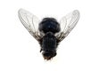Fly close-up on white background Royalty Free Stock Photo