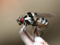 Fly closeup - Anthomyia Royalty Free Stock Photo