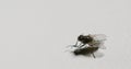 Fly Closeup Bug Life Pest Insect White Background