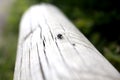 Red heads blue patalenitsa, blow-fly sits on wooden texture closeup