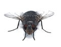 Fly closup Royalty Free Stock Photo