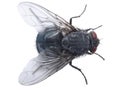 Fly closup Royalty Free Stock Photo