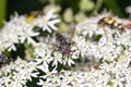 Fly in closup on a white Flower. Royalty Free Stock Photo