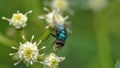 Fly on a cluster of flowers