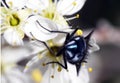 Fly collecting pollen from the flowers. Springtime of 2020. Royalty Free Stock Photo