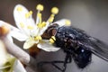 Fly collecting pollen from the flowers. Springtime. Royalty Free Stock Photo