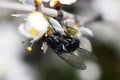 Fly collecting pollen from the flowers. Springtime. Royalty Free Stock Photo