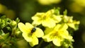 a fly collects nectar from yellow flower. natural birdsong