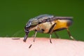 A fly with colorful banded eyes