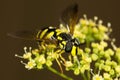 Wasp mimicking hoverfly