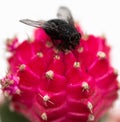 A fly on a colourful cactus.