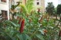 Fly on the Costus Spicatus plant Royalty Free Stock Photo