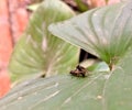 so romantic fly relationship in nature Royalty Free Stock Photo