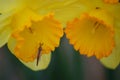 Fly on Daffodils Royalty Free Stock Photo