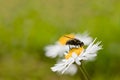 Fly On Daisy Flower Royalty Free Stock Photo