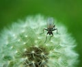 Fly on a Dandelion Royalty Free Stock Photo