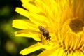 Fly on a dandelion Royalty Free Stock Photo