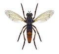 Fly Dasypogon diadema male