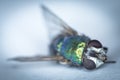 A fly, dead Royalty Free Stock Photo