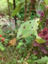 The fly dead in the leaf Royalty Free Stock Photo