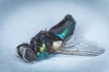 A fly, dead Royalty Free Stock Photo