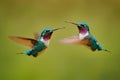 Fly detail, moving wings. White-bellied Woodstar, hummingbird with clear green background. Bird from Tandayapa, Ecuador. Flying Royalty Free Stock Photo