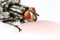 Fly drink Royalty Free Stock Photo